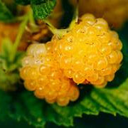 Organic Salmonberry fruit seeds for planting - Heirloom & Non-GMO Garden seeds