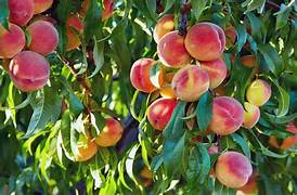 Elberta Peach fruit seeds for planting – Heirloom & Non-GMO garden seeds for juicy backyard orchard harvests