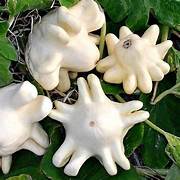 Yugoslavian Finger Squash fruit seeds for planting - Heirloom & Non-GMO Garden seeds for rare homegrown fruits