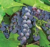 Concord Grape Fruit Seeds for Planting – Heirloom & Non-GMO Sweet Black Grape Garden Seeds
