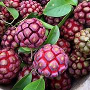 Kadsura Coccinea fruit seeds for planting – Heirloom & Non-GMO garden seeds, unique hardy fruit variety