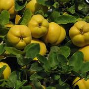 Yellow Chaenomeles fruit seeds for planting - Heirloom & Non-GMO Garden seeds