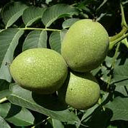 Juglans Hindsii fruit seeds for planting - Heirloom & Non-GMO garden seeds, hardy walnut tree variety