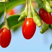 Orange Goji Berry fruit seeds for planting - Heirloom & Non-GMO Garden seeds