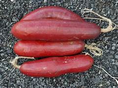 Cassabanana fruit seeds for planting - Heirloom & Non-GMO Garden seeds