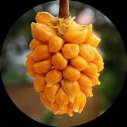 Orange Jackfruit seeds for planting - Heirloom & Non-GMO Garden seeds