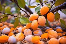 Caqui Fruit Seeds for Planting – Heirloom & Non-GMO Garden seeds, robust flavorful fruits for home growers