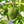 Annona Muricata Soursop fruit seeds for planting - Heirloom & Non-GMO Garden seeds