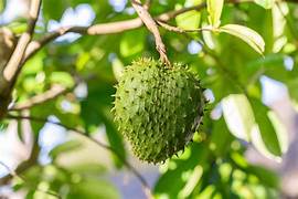Annona Muricata Soursop fruit seeds for planting - Heirloom & Non-GMO Garden seeds
