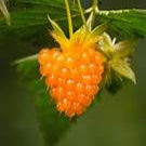 Organic Salmonberry fruit seeds for planting - Heirloom & Non-GMO Garden seeds