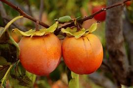 Caqui Fruit Seeds for Planting – Heirloom & Non-GMO Garden seeds, robust flavorful fruits for home growers