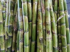 Sugarcane fruit seeds for planting - Heirloom & Non-GMO Garden seeds, sweet cane plants for home gardens