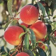 Elberta Peach fruit seeds for planting – Heirloom & Non-GMO garden seeds for juicy backyard orchard harvests