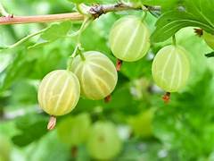 American Gooseberries fruit seeds for planting - Heirloom & Non-GMO Garden seeds, tangy nutritious berry variety