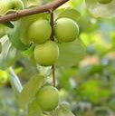 Imported Indian Jujube Fruit Seeds for Planting - Heirloom & Non-GMO Garden Seeds