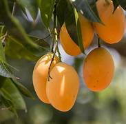Yellow Mango fruit seeds for planting - Heirloom & Non-GMO Garden seeds
