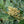 Bay Laurel fruit seeds for planting - Heirloom & Non-GMO garden seeds, aromatic tree for flavorful gardens