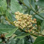 Bay Laurel fruit seeds for planting - Heirloom & Non-GMO garden seeds, aromatic tree for flavorful gardens