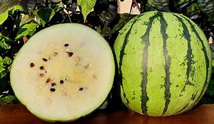 White Watermelon fruit seeds for planting – Heirloom & Non-GMO sweet rare garden seeds