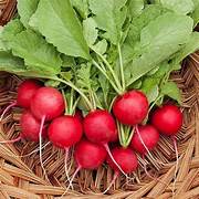 Red Radish vegetable seeds for planting - Heirloom & Non-GMO garden seeds, vibrant mixed root variety