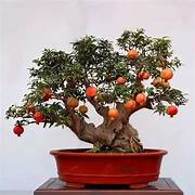 Miniature Bonsai Pomegranate fruit seeds for planting - Heirloom & Non-GMO Garden seeds