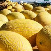 Yellow Hami Melon fruit seeds for planting - Heirloom & Non-GMO Garden seeds