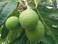 Breadfruit seeds for planting – Heirloom & Non-GMO garden seeds, tropical staple tree for nutritious home harvests