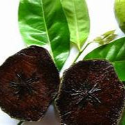 Diospyros Digyna Chocolate Pudding Fruit Seeds for Planting – heirloom non-GMO seeds, exotic sweet trees – 100 pcs