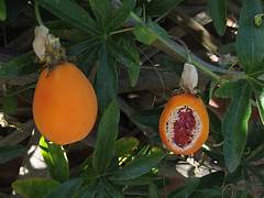 Yellow Passiflora Mollissima Fruit Seeds for Planting – Heirloom & Non-GMO Garden Seeds