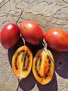 Red Tamarillo fruit seeds for planting - Heirloom & Non-GMO garden seeds for exotic tropical trees