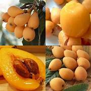 Gold Nugget Loquat fruit seeds for planting – Heirloom & Non-GMO garden seeds, juicy fruits for home orchards