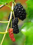 Mulberry Tree Fruit Seeds for Planting – Heirloom & Non-GMO Garden seeds, sweet berries for backyard orchards
