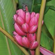Light Pink Banana fruit seeds for planting - Heirloom & Non-GMO Garden seeds