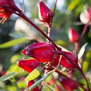 Hibiscus Roselle flower seeds for planting - Heirloom & Non-GMO Garden seeds