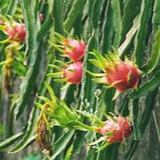 Light Orange Pitaya fruit seeds for planting - Heirloom & Non-GMO Garden seeds, fast-growing dragon fruits for gardens