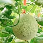 Fresh Green Cantaloupe Fruit Seeds for Planting - Heirloom & Non-GMO Garden Seeds