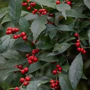 Winterberry Holly fruit seeds for planting – Heirloom & Non-GMO garden seeds, ornamental berry shrub variety