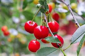 Montmorency Cherry fruit seeds for planting - Heirloom & Non-GMO Garden seeds, tart tree-grown variety