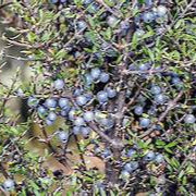 Coprosma Propinqua fruit seeds for planting - Heirloom & Non-GMO Garden seeds for ornamental edibles