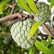Green Custard Apple fruit seeds for planting - Heirloom & Non-GMO Garden seeds