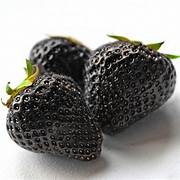 Black Strawberry seeds for planting - Heirloom & Non-GMO organic berry fruit garden seeds