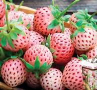 RosyPink Strawberry fruit seeds for planting – Heirloom & Non-GMO garden seeds for vibrant juicy berries