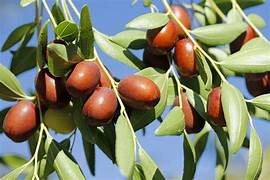 Redlands Jujube fruit seeds for planting - Heirloom & Non-GMO Garden seeds