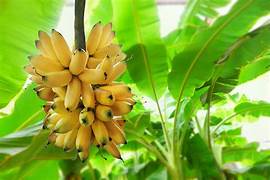 Pacovan Banana fruit seeds for planting - Heirloom & Non-GMO Garden seeds