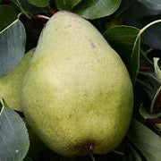 Duchess Pear fruit seeds for planting - Heirloom & Non-GMO Garden seeds, crisp juicy fruits for home orchards