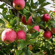 Pink Lady Apple Fruit seeds for planting – Heirloom & Non-GMO Garden seeds