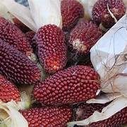 Strawberry Popcorn vegetable seeds for planting - Heirloom & Non-GMO Garden seeds
