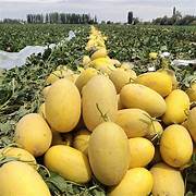 Yellow Hami Melon fruit seeds for planting - Heirloom & Non-GMO Garden seeds
