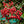 Ardisia Crenata fruit seeds for planting - Heirloom & Non-GMO Garden seeds
