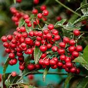 Ardisia Crenata fruit seeds for planting - Heirloom & Non-GMO Garden seeds
